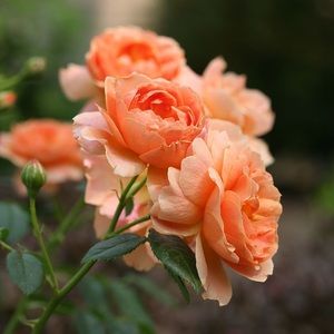 Meet your Posher, Karla